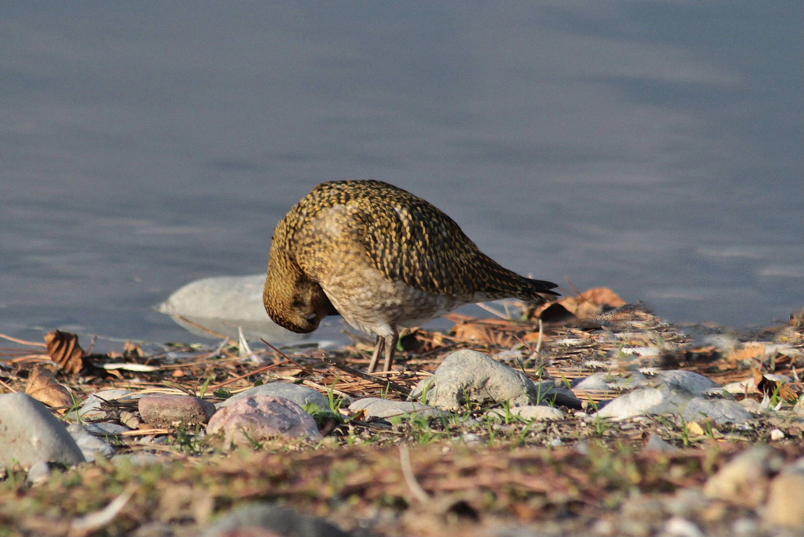 Pluvialis apricaria  Piviere dorato